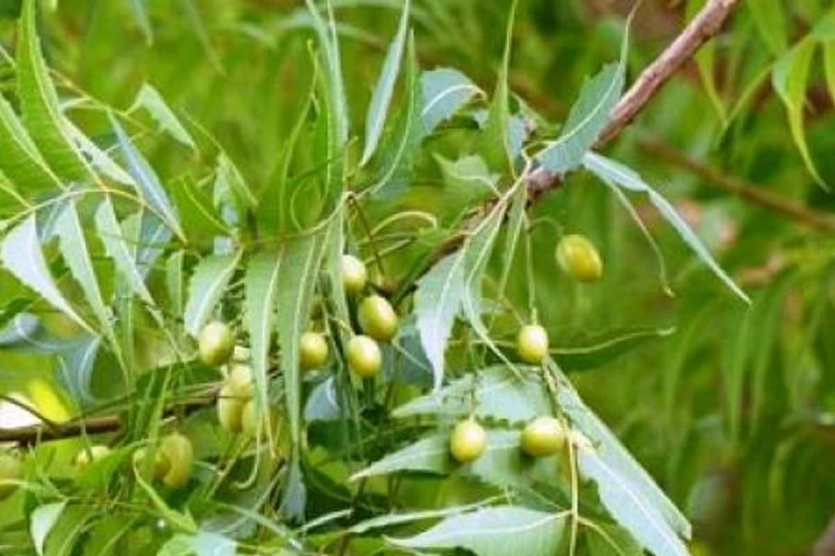 neem trees 16608112573x2 8sjK1L