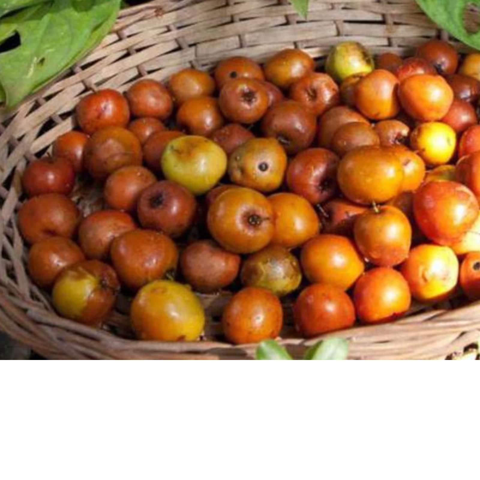 ber or plum fruit hDsp8i