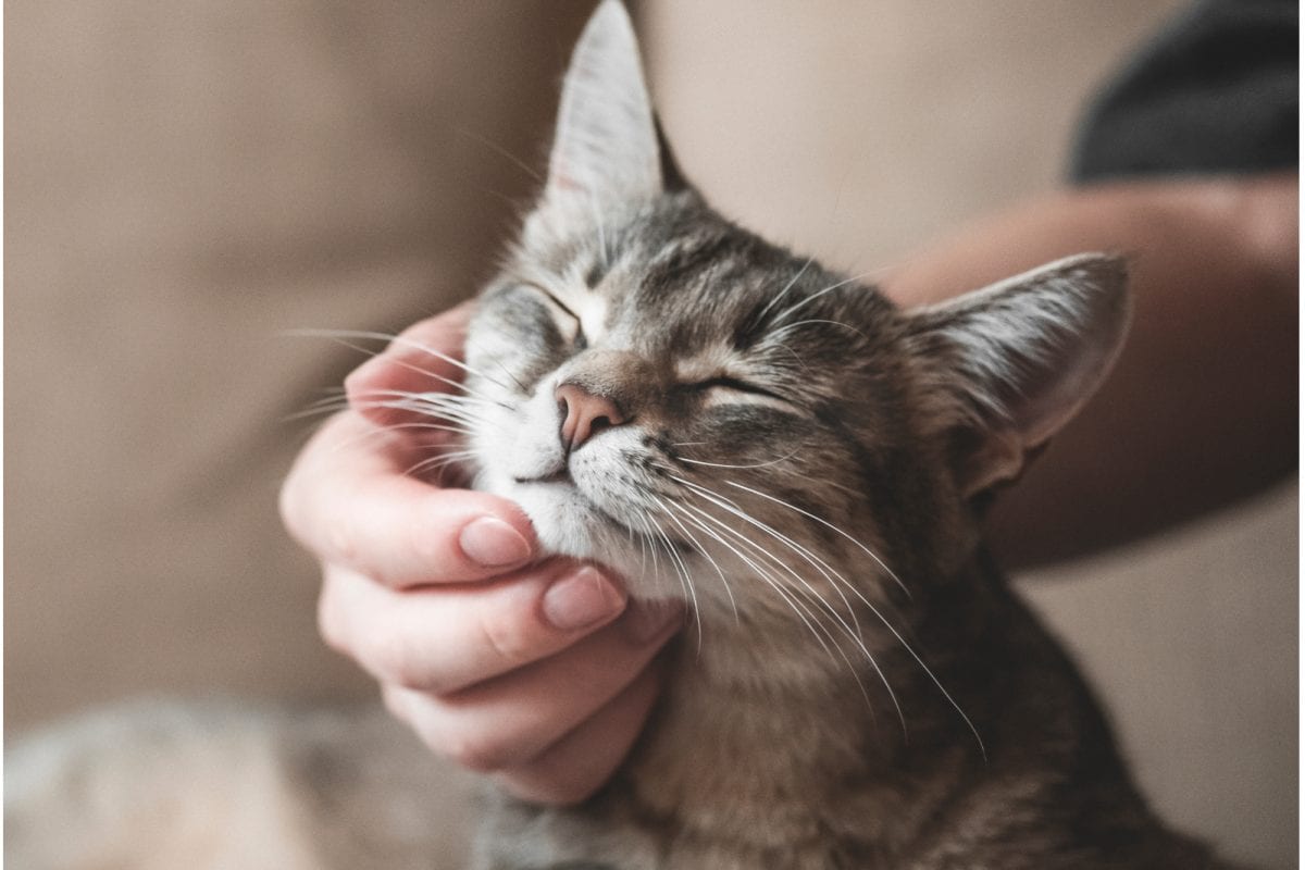 cat 16727365293x2 yftFZn