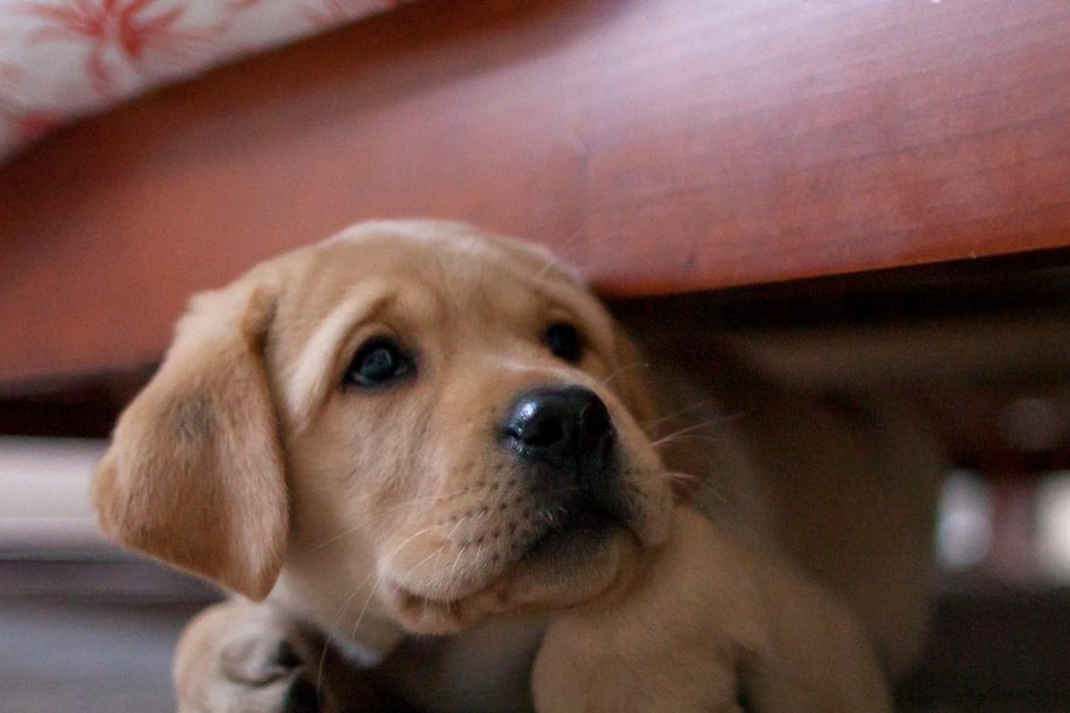 pets storm anxiety 16592490193x2 TTpBW5