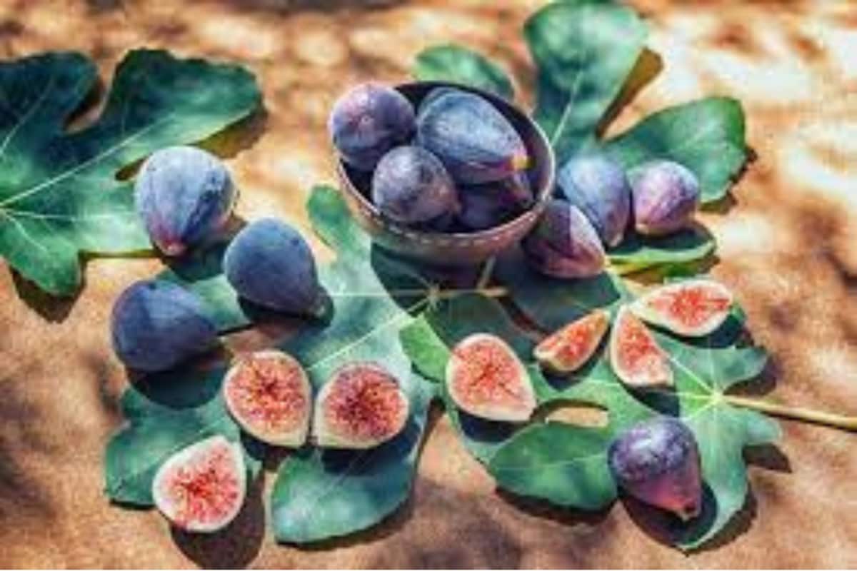figs 16774991023x2 HSOYg9
