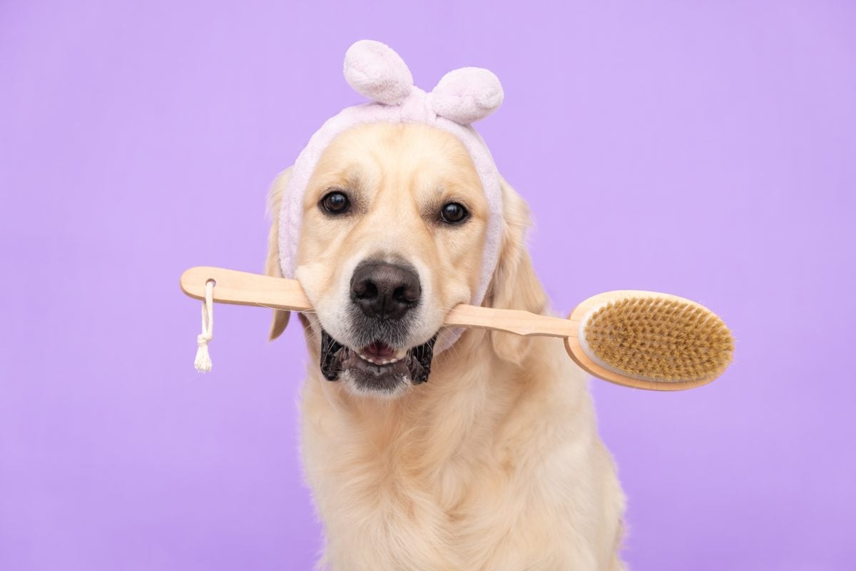 shutterstock 2047602059 16770425313x2 11odsH